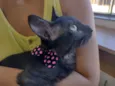 Belinha