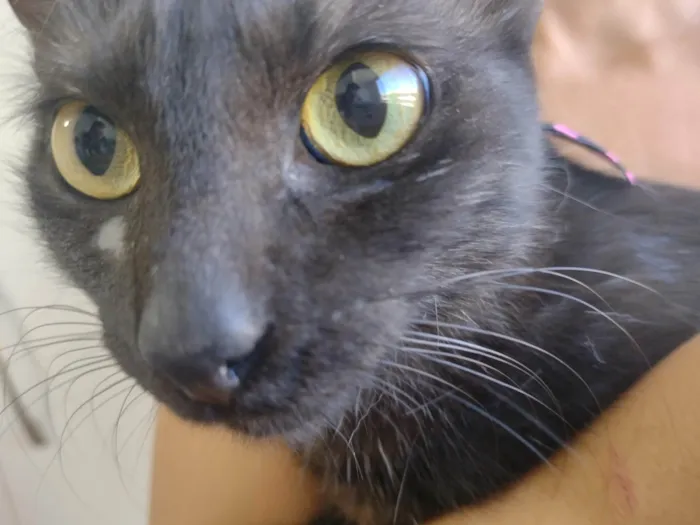 Gato ra a Srd idade 2 a 6 meses nome Belinha