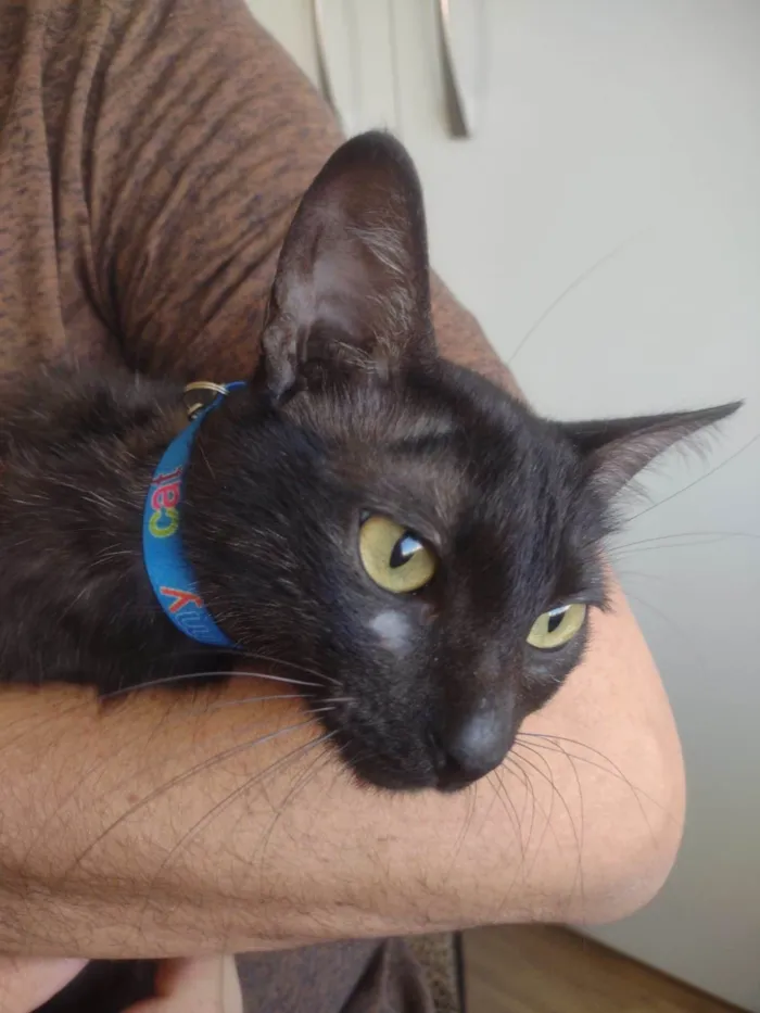 Gato ra a Srd idade 2 a 6 meses nome Belinha