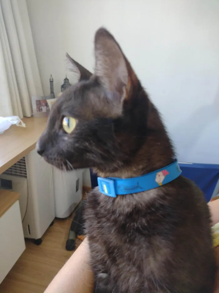 Gato ra a Srd idade 2 a 6 meses nome Belinha