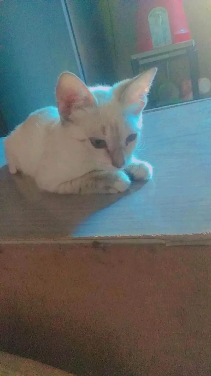 Gato ra a  idade 2 a 6 meses nome Luna