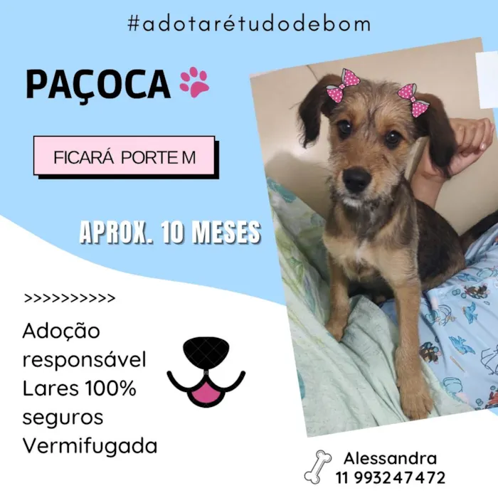 Cachorro ra a SRD-ViraLata idade 7 a 11 meses nome Paçoca