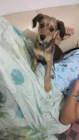 Paçoca