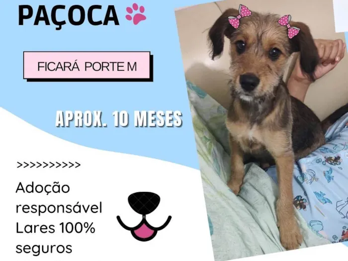 Cachorro ra a SRD-ViraLata idade 7 a 11 meses nome Paçoca