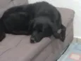 Spyque