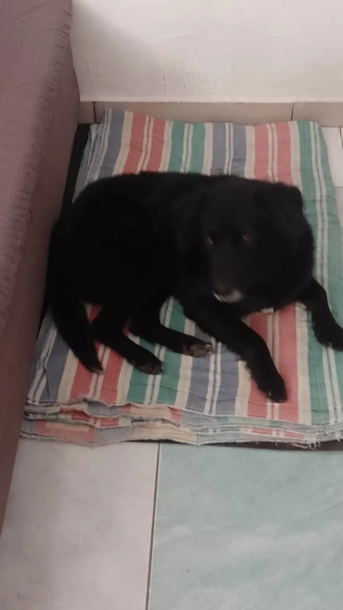 Cachorro ra a Flat Coated Retriver  idade 3 anos nome Spyque 