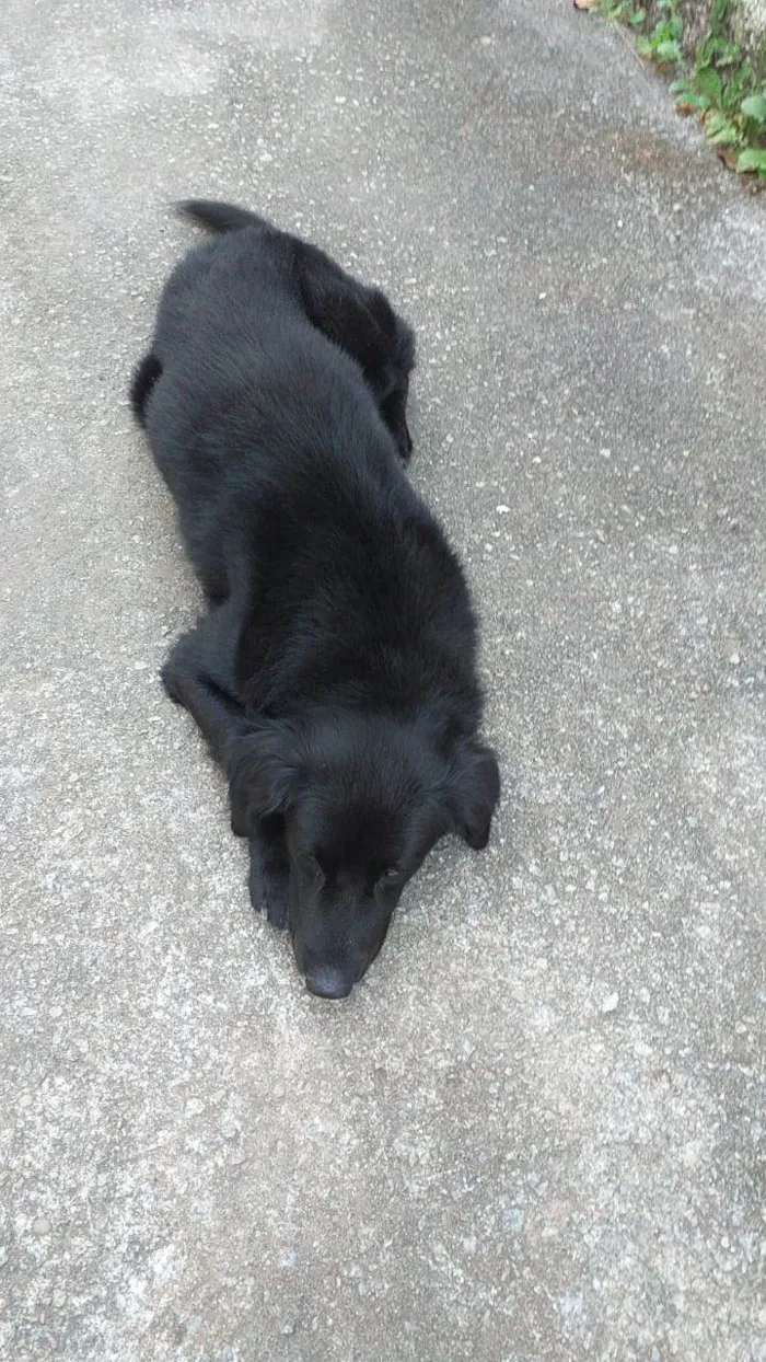 Cachorro ra a Flat Coated Retriver  idade 3 anos nome Spyque 