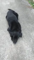 Spyque