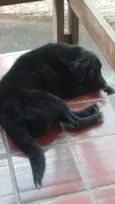 Spyque