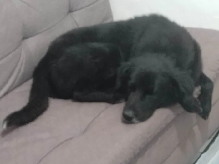 Cachorro ra a Flat Coated Retriver  idade 3 anos nome Spyque 