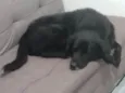 Spyque