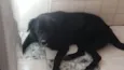 Spyque