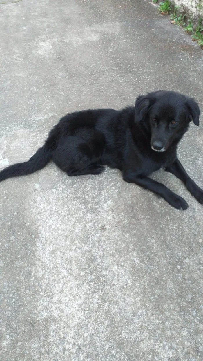 Cachorro ra a Flat Coated Retriver  idade 3 anos nome Spyque 