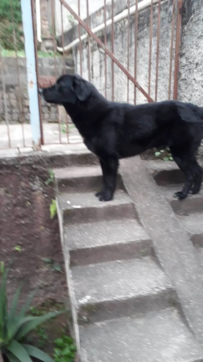 Cachorro ra a Flat Coated Retriver  idade 3 anos nome Spyque 