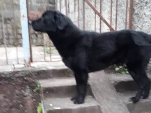 Cachorro raça Flat Coated Retriver  idade 3 anos nome Spyque 