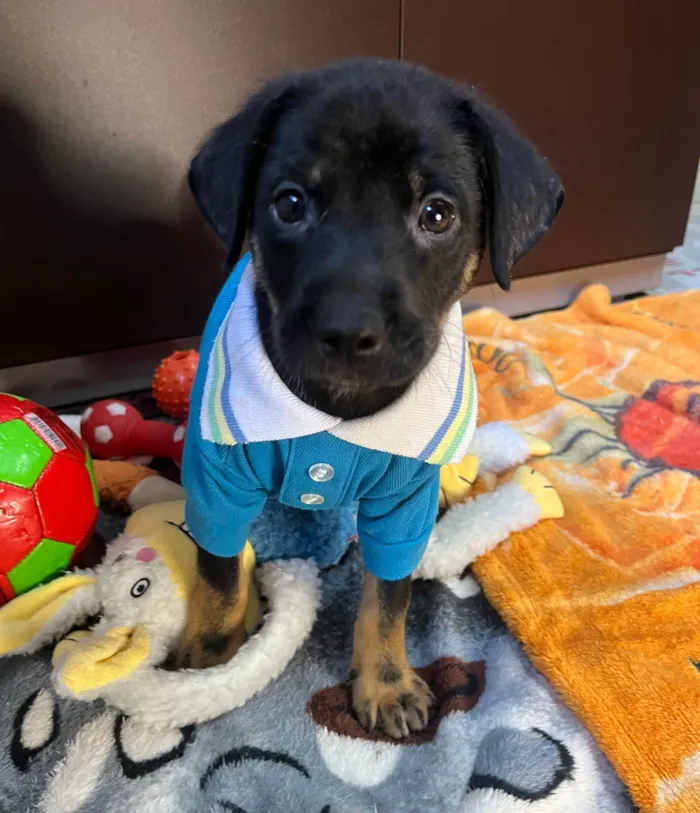 Cachorro ra a SRD-ViraLata idade Abaixo de 2 meses nome Dengo