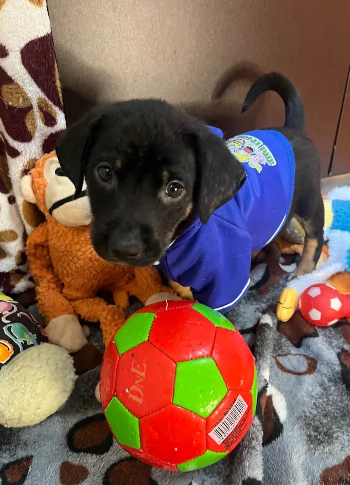 Cachorro ra a SRD-ViraLata idade Abaixo de 2 meses nome Dengo