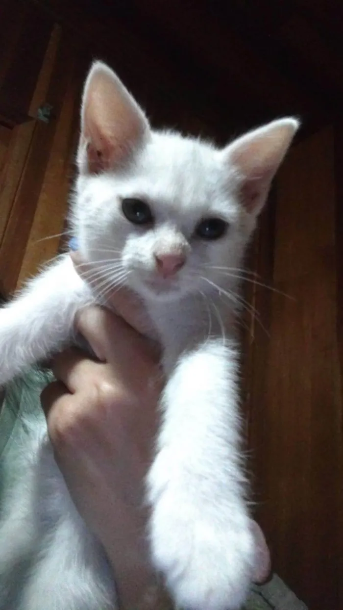 Gato ra a SRD-ViraLata idade 2 a 6 meses nome Sem nome