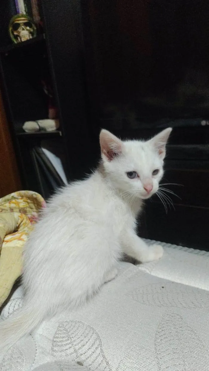 Gato ra a SRD-ViraLata idade 2 a 6 meses nome Sem nome