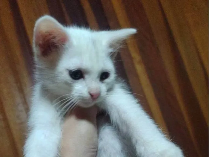 Gato ra a SRD-ViraLata idade 2 a 6 meses nome Sem nome