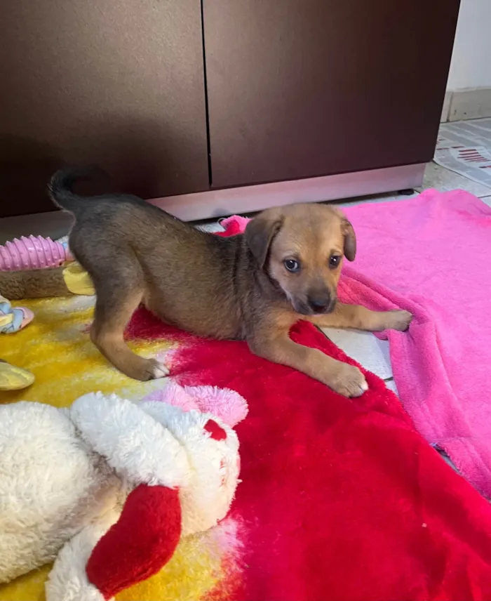 Cachorro ra a SRD-ViraLata idade Abaixo de 2 meses nome Dani