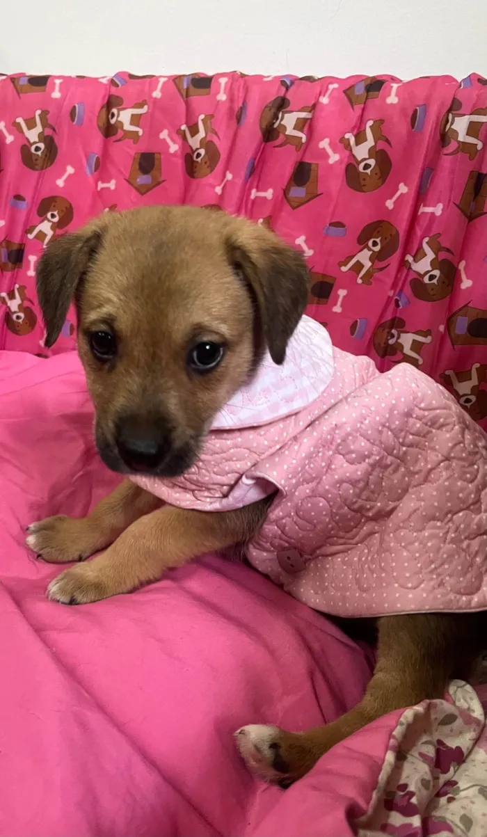 Cachorro ra a SRD-ViraLata idade Abaixo de 2 meses nome Dani