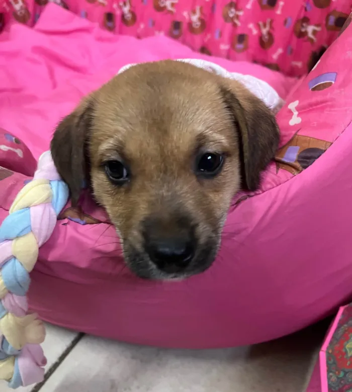 Cachorro ra a SRD-ViraLata idade Abaixo de 2 meses nome Dani