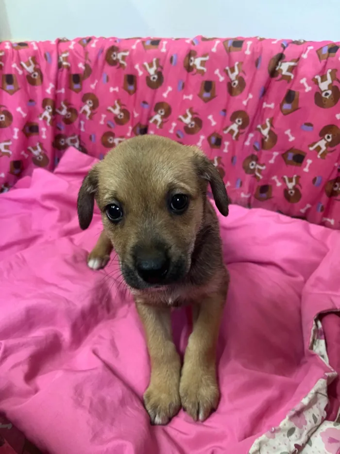 Cachorro ra a SRD-ViraLata idade Abaixo de 2 meses nome Dani