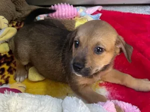 Cachorro raça SRD-ViraLata idade Abaixo de 2 meses nome Dani