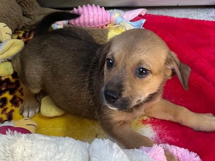 Cachorro ra a SRD-ViraLata idade Abaixo de 2 meses nome Dani