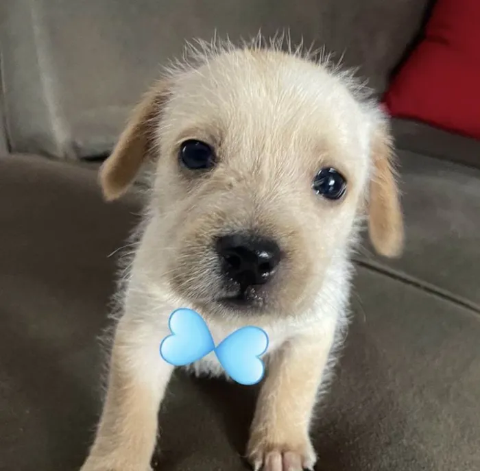 Cachorro ra a Mestico  idade 2 a 6 meses nome Bob 