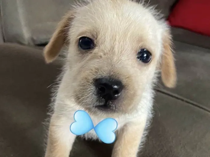 Cachorro ra a Mestico  idade 2 a 6 meses nome Bob 