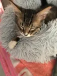 Marley