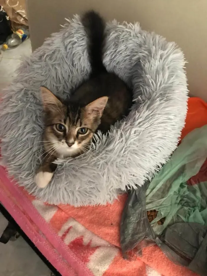 Gato ra a SRD-ViraLata idade 2 a 6 meses nome Marley 