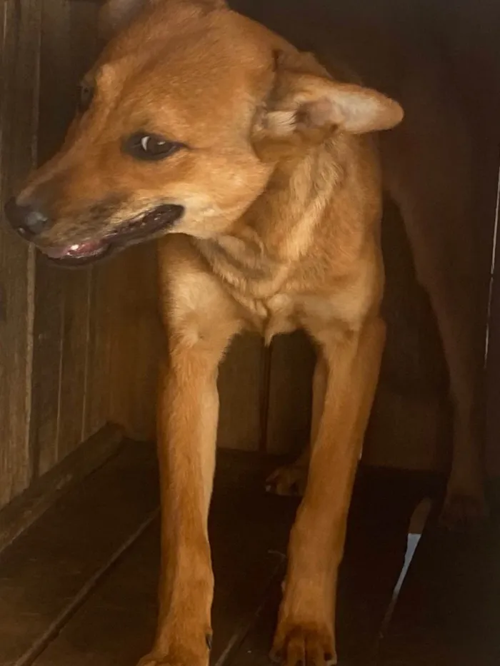 Cachorro ra a Labrador/vira lata idade 2 a 6 meses nome Kiara