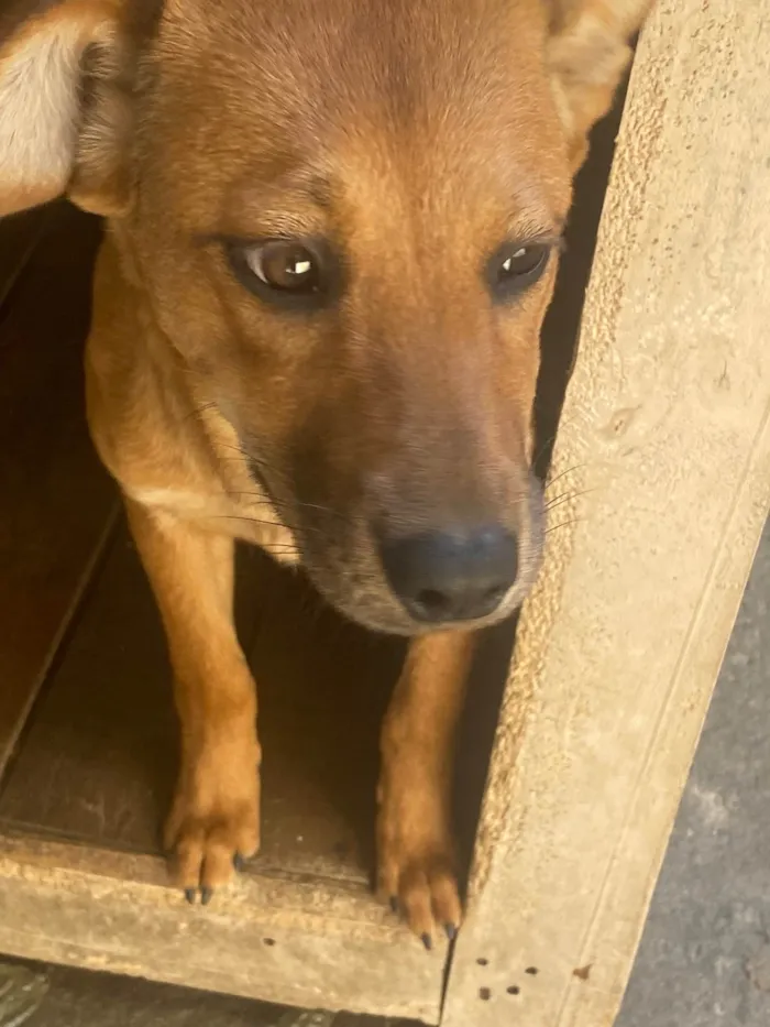 Cachorro ra a Labrador/vira lata idade 2 a 6 meses nome Kiara