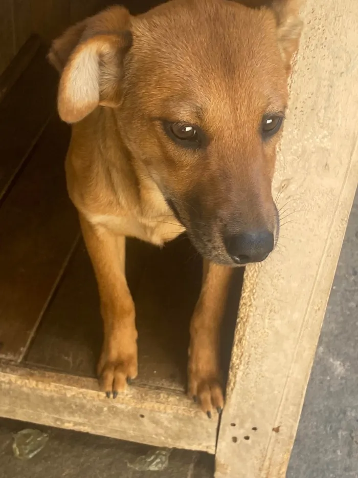 Cachorro ra a Labrador/vira lata idade 2 a 6 meses nome Kiara