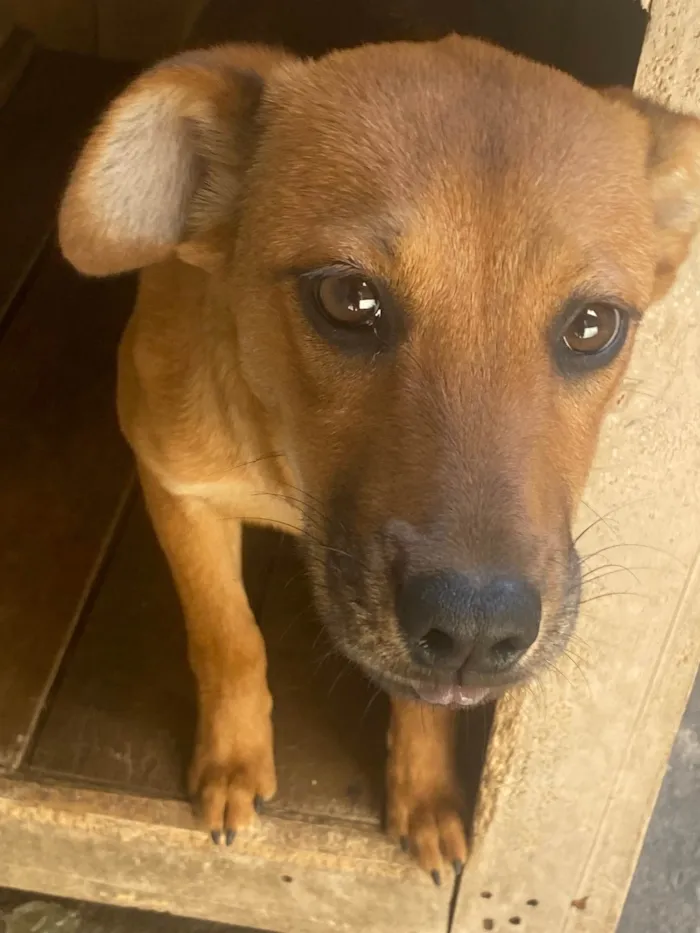 Cachorro ra a Labrador/vira lata idade 2 a 6 meses nome Kiara