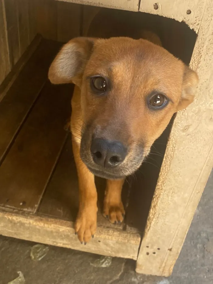 Cachorro ra a Labrador/vira lata idade 2 a 6 meses nome Kiara