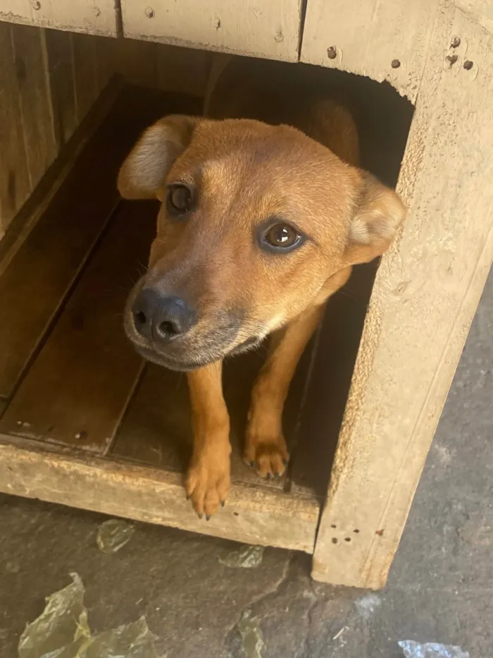 Cachorro ra a Labrador/vira lata idade 2 a 6 meses nome Kiara