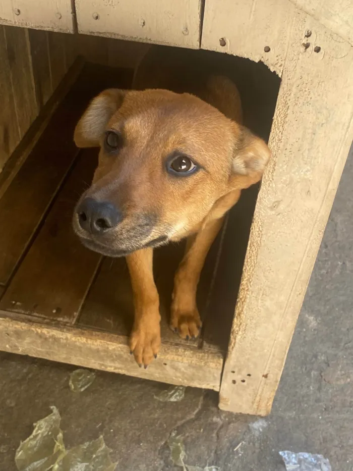 Cachorro ra a Labrador/vira lata idade 2 a 6 meses nome Kiara