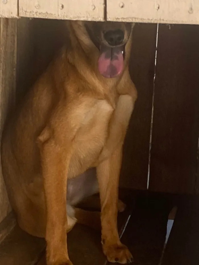 Cachorro ra a Labrador/vira lata idade 2 a 6 meses nome Kiara