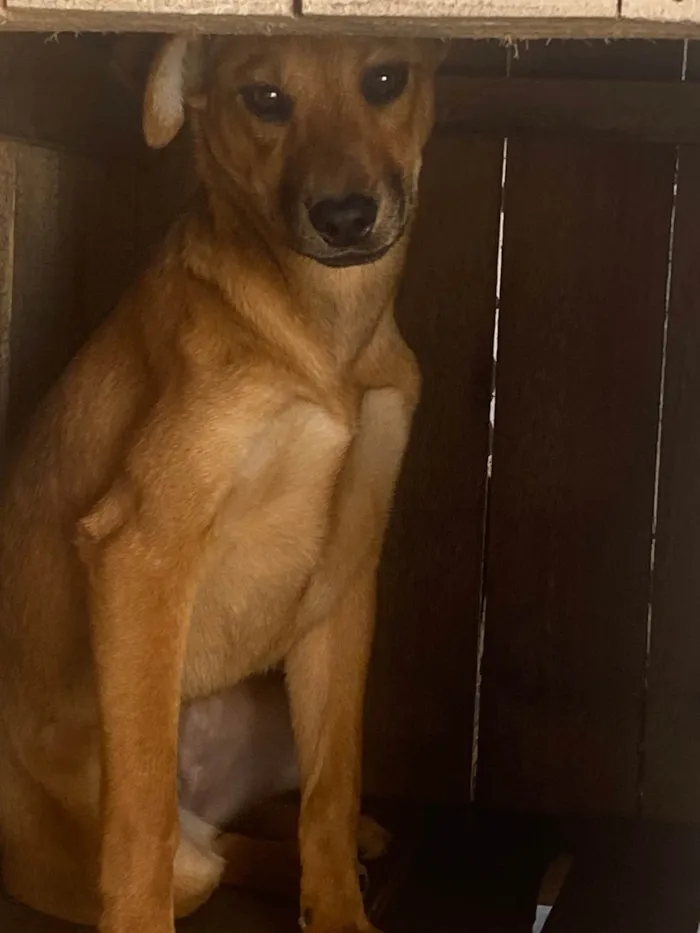 Cachorro ra a Labrador/vira lata idade 2 a 6 meses nome Kiara