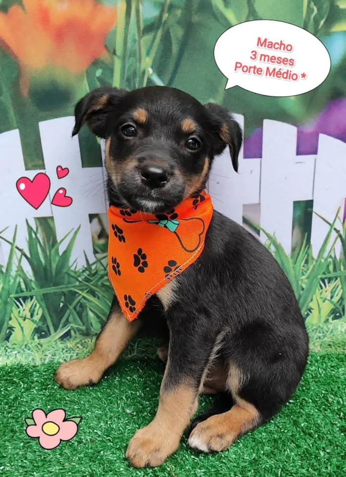 Cachorro ra a  idade 2 a 6 meses nome Duke
