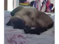 Nina