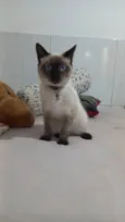 Mingau
