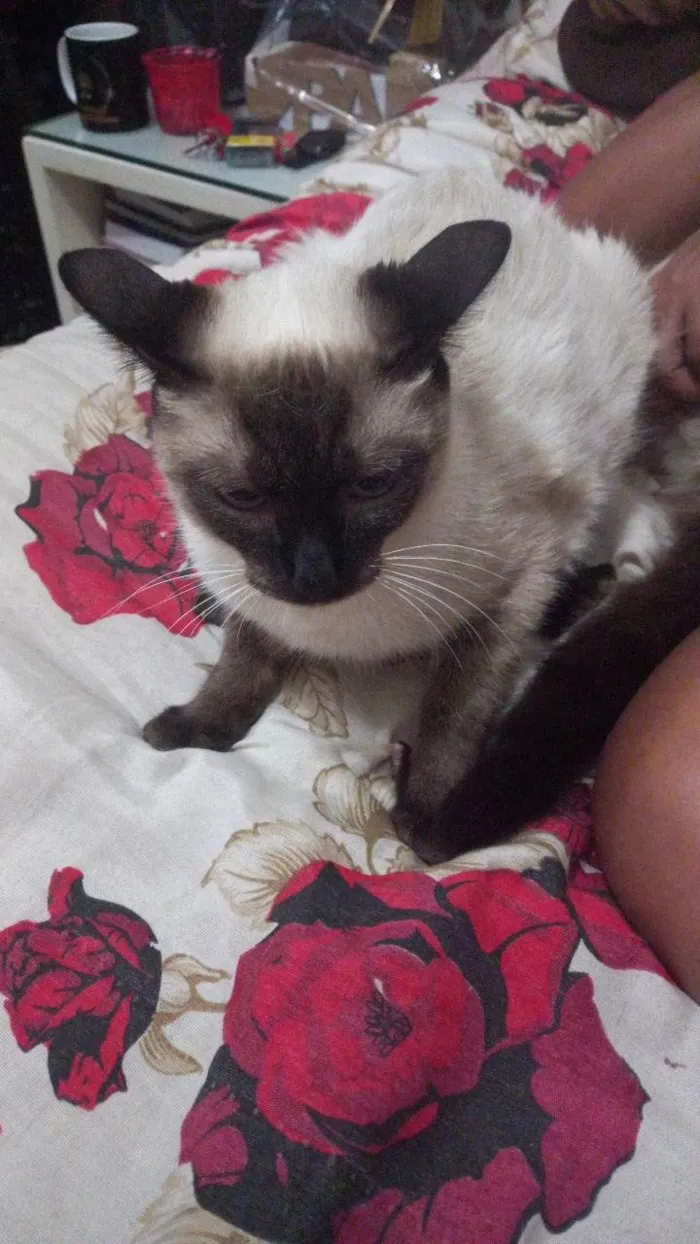 Gato ra a Ciames  idade 7 a 11 meses nome Melannie