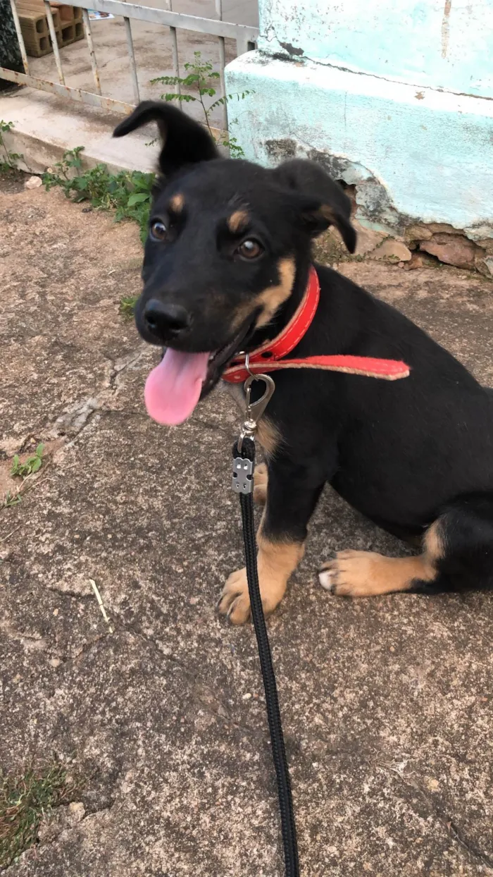 Cachorro ra a SRD-ViraLata idade 2 anos nome Atena