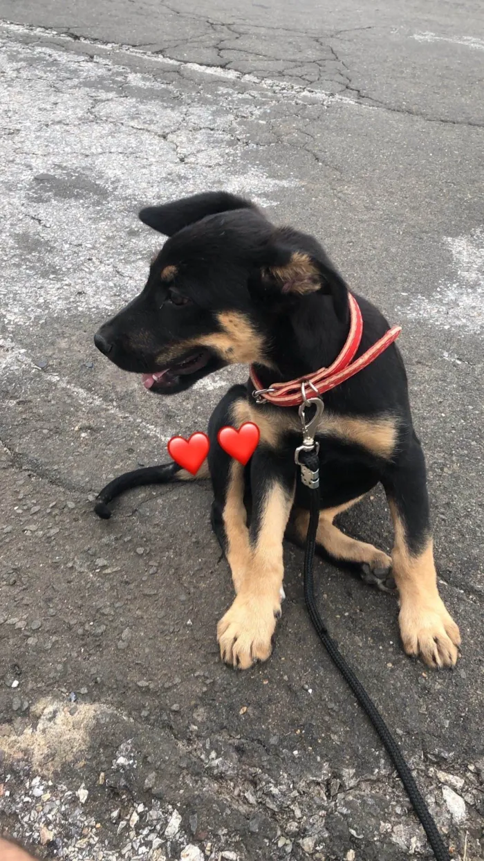 Cachorro ra a SRD-ViraLata idade 2 anos nome Atena