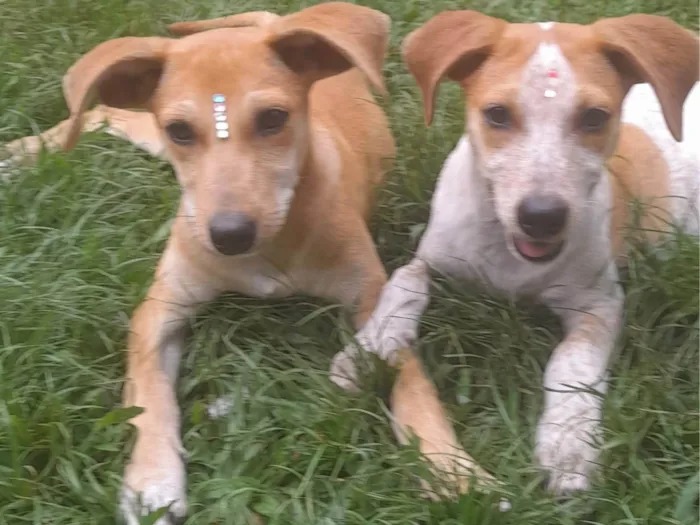 Cachorro ra a SRD-ViraLata idade 2 a 6 meses nome Paçoca e Mel